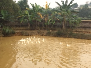 Lake on Vietnamese farm